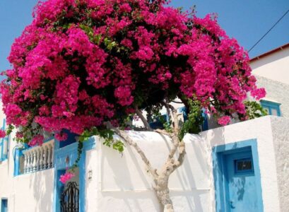 arbuste méditerranéen -Bougainvillier-grimpant-clôture-jardin