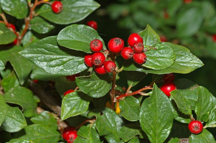 Arbuste à Baies Rouges Pour Apporter Une Touche De Couleur Au Jardin 