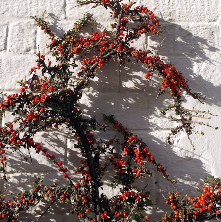arbustes-fleurs-estivales-buisson-ardent-épineux-baies-rouges