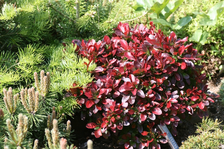 arbustes-fleurs-floraison-estivale-feuilles-rouges-superbes
