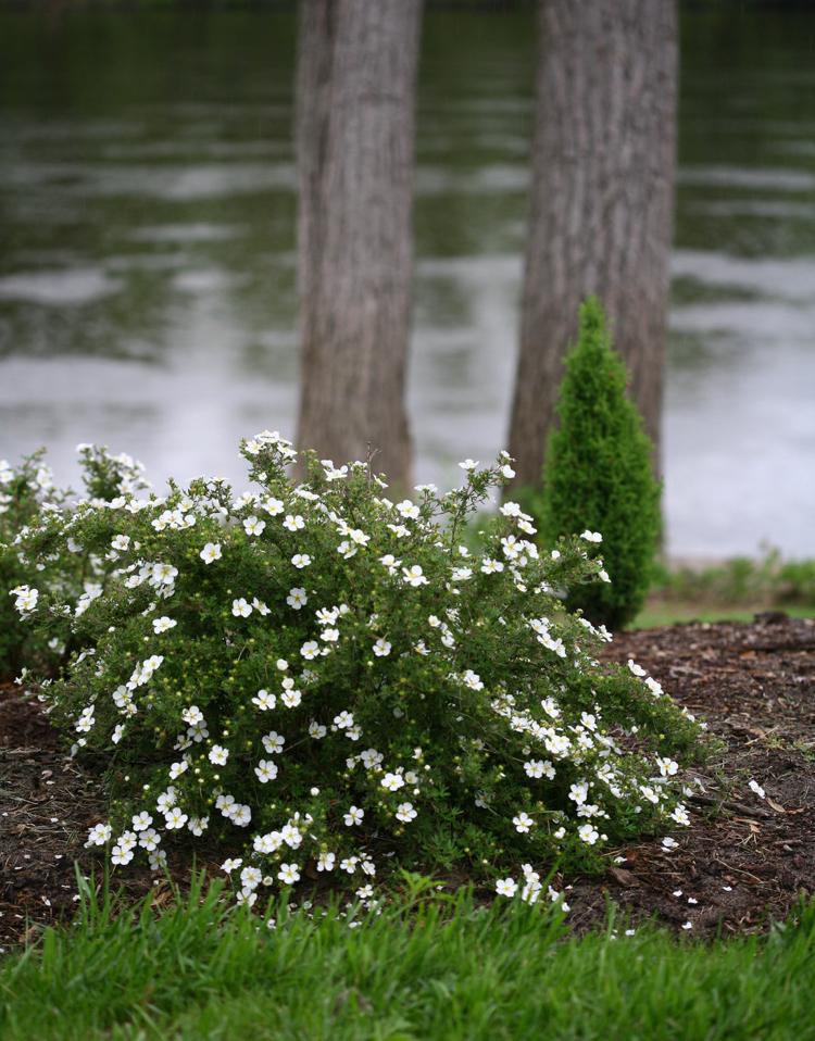 Arbustes à Fleurs à Floraison Estivale Quelles Espèces Choisir