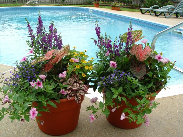 fleurs-pot-argile-pétunias-plantes-vertes-piscine