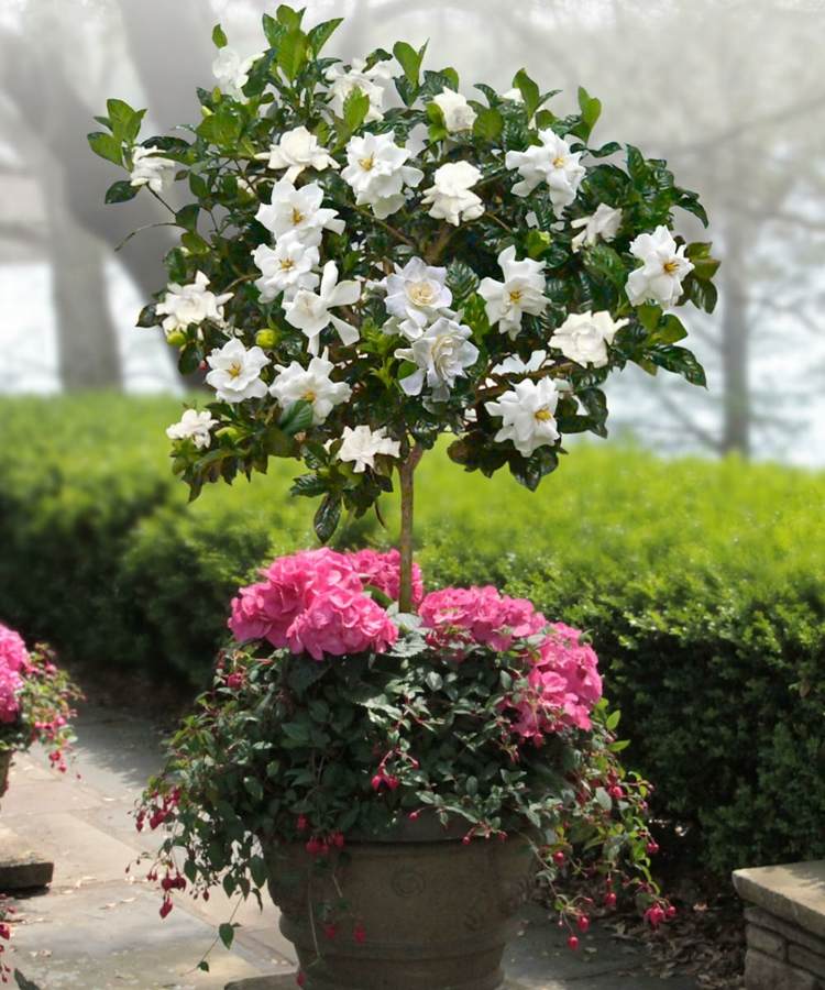 fleurs-pot-déco-originale-fleurs-blanches-géraniums-roses