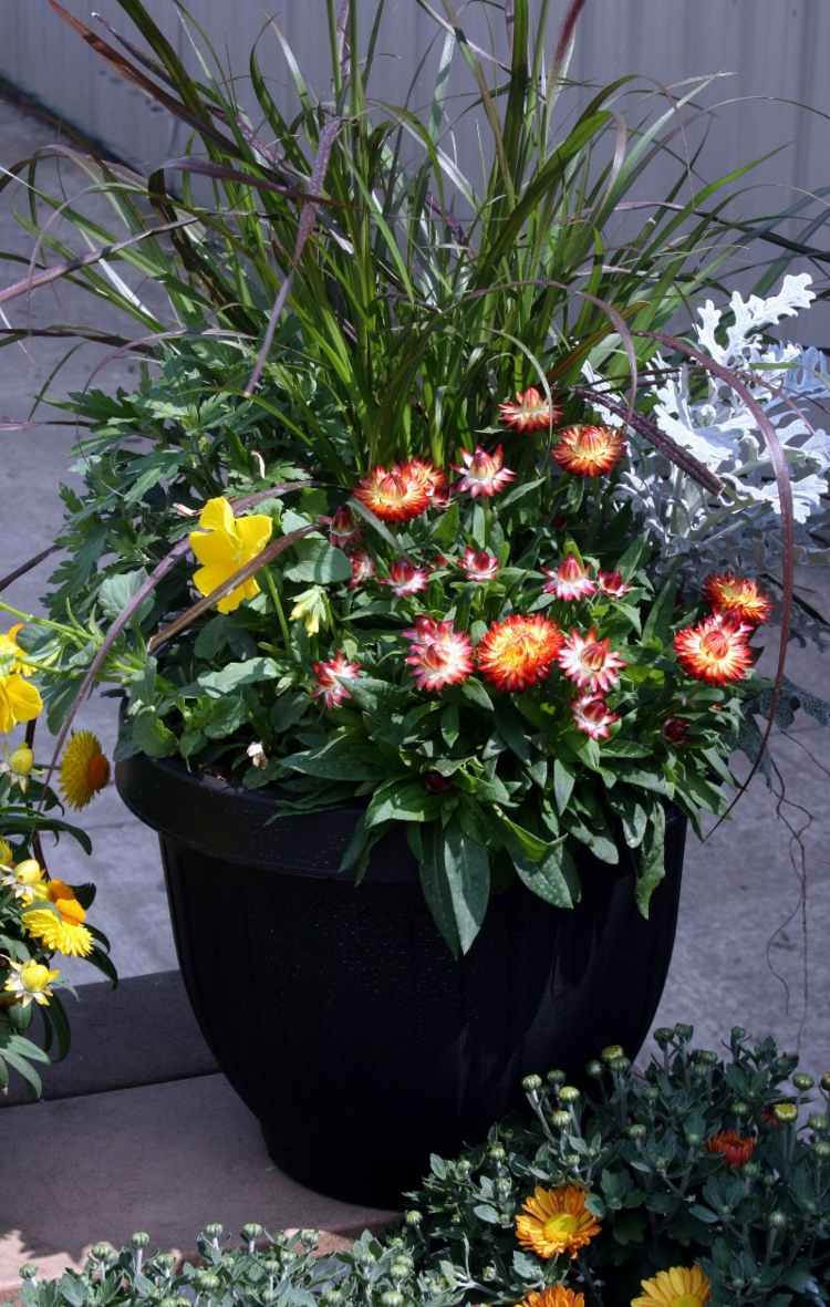 fleurs-pot-multicolores-narciesses-graminées-ornement