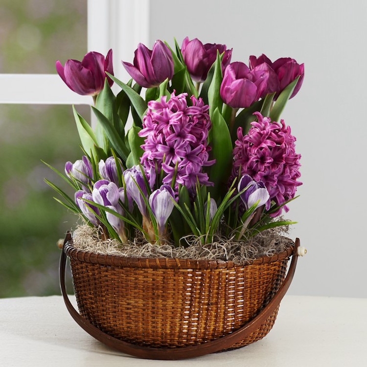 fleurs-pot-printemps-jacinthes-tulipes-crocus