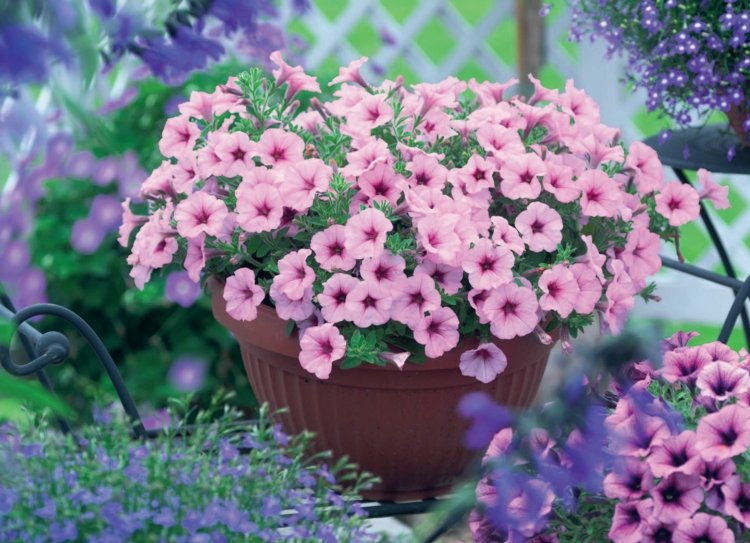 fleurs-pot-pétunias-rose-pastel-pot-argile