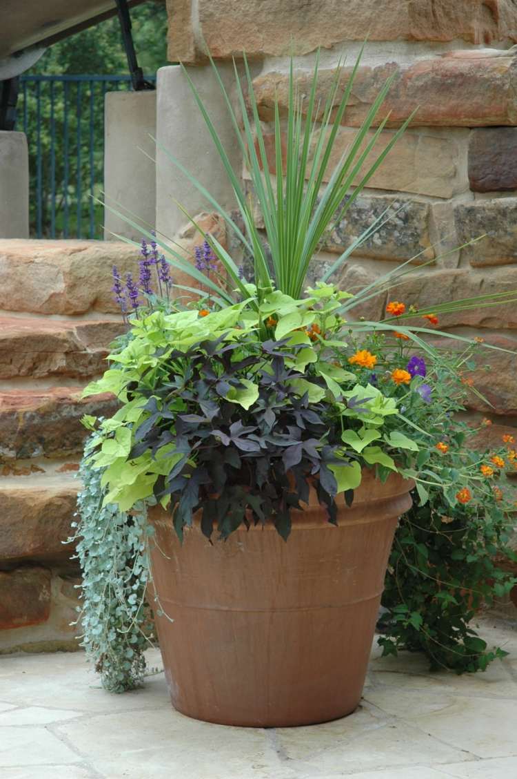 fleurs en pot violettes-oranges-plantes-vertes-jacinthe