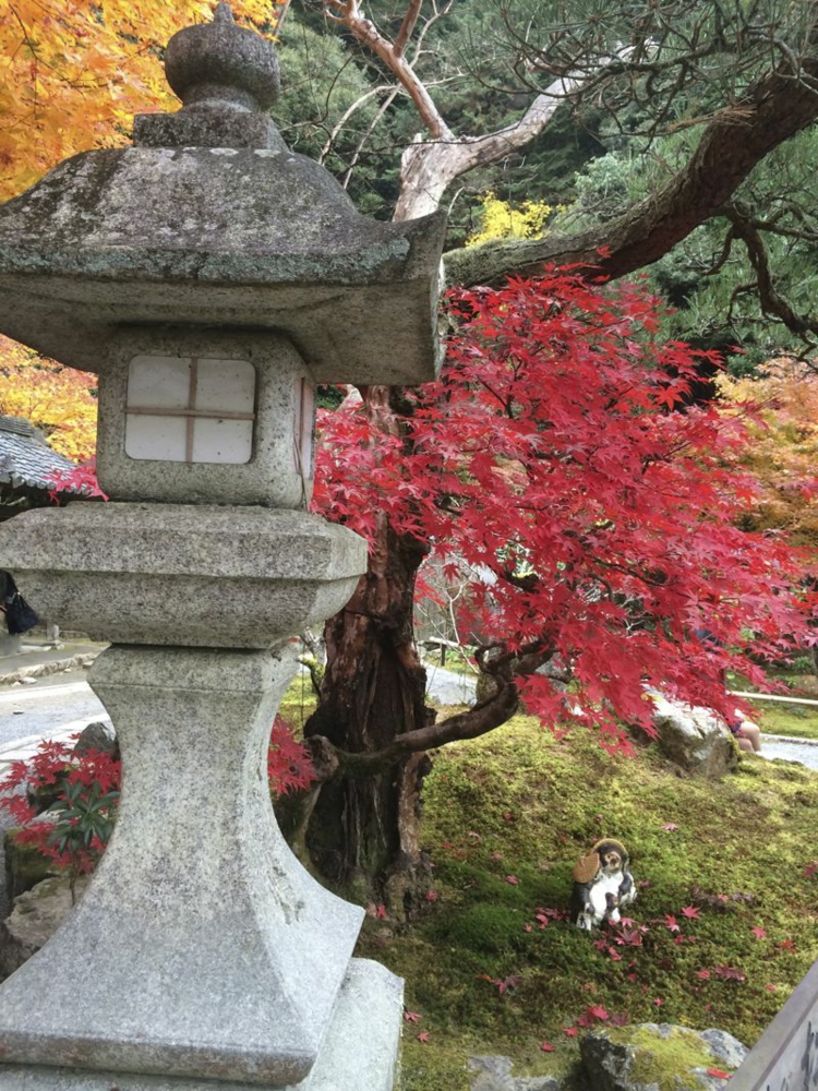 jardin-asiatique-esprit-japonais-arbres-exotiques-lanterne-pierre-naturelle