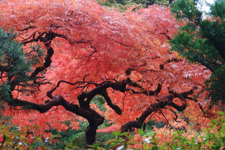 jardin-asiatique-esprit-japonais-arbres-gigantesques-ambiances-zen-déco-nature