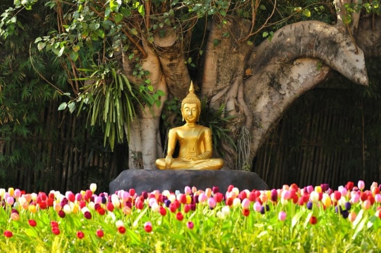 jardin-asiatique-statue-bouddha-métal-or-tulipes-bambous
