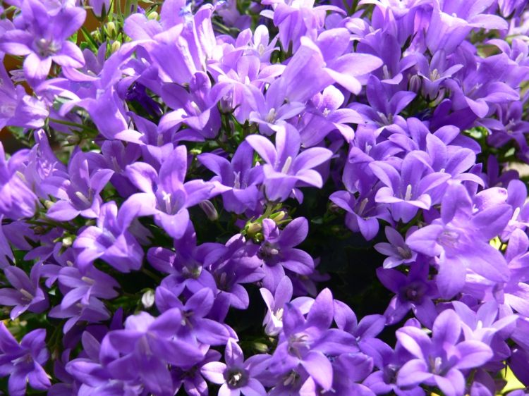 plantes retombantes -campanules-fleurs-bleu-lavande