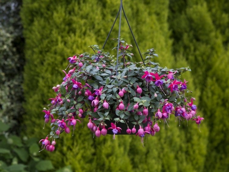 plantes retombantes -fuchsia-lilas-rose-pot-suspendu