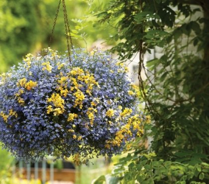 plantes-retombantes-lobélie-bleu-jaune-pot-suspendu
