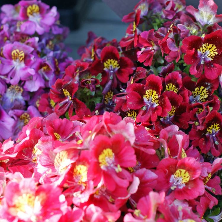 plantes retombantes -orchidée-pauvre-fleurs-rose-rouge-lilas