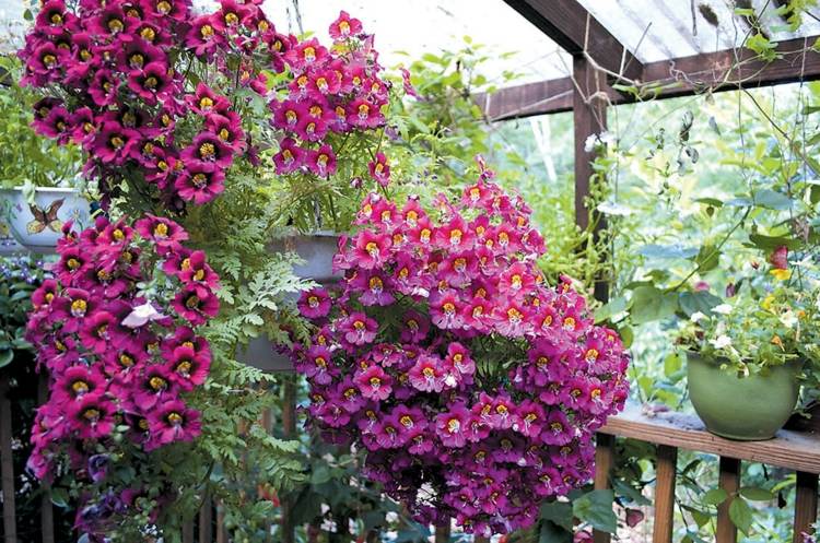 plantes retombantes -orchidée-pauvre-fleurs-rose-vif