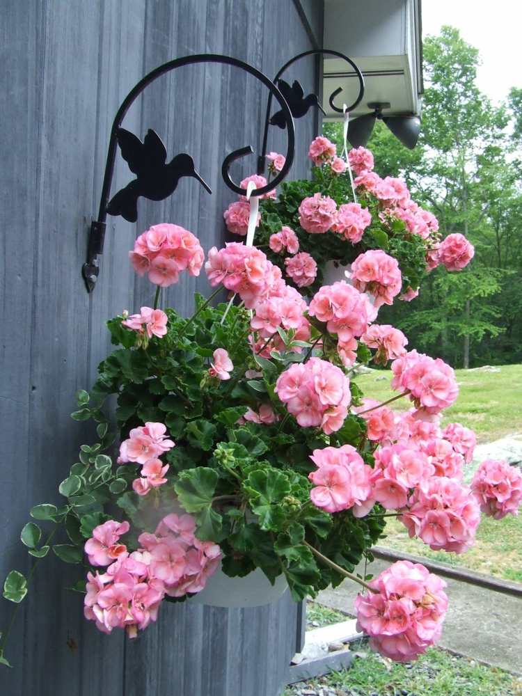plantes retombantes -pélargonium-fleurs-rose-pastel