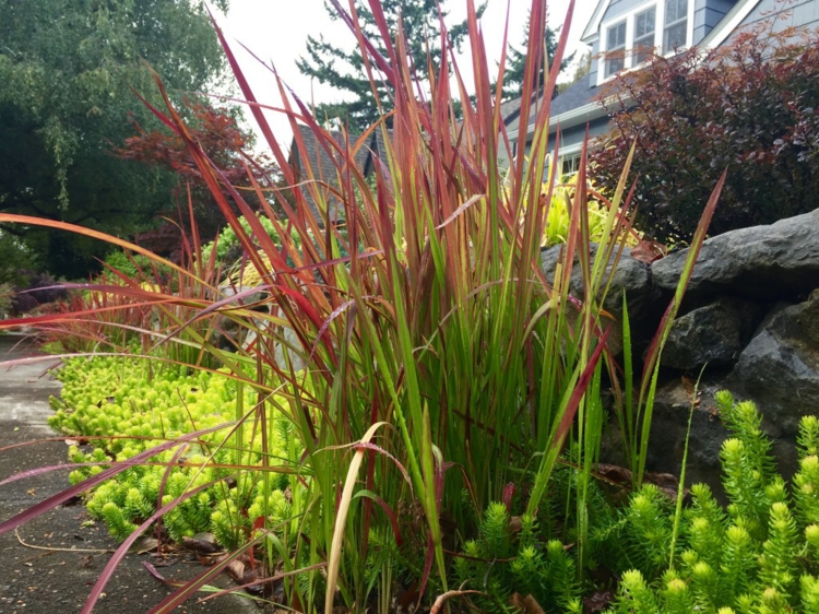 Imperata cylindrica Red Baron -feuilles-longues-fines-bicolores-rouge-vert