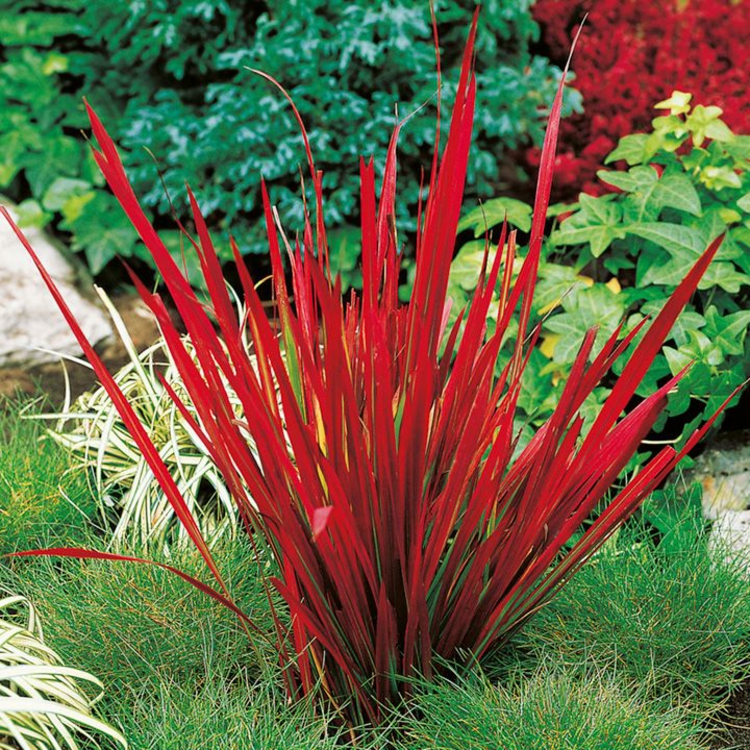 Imperata cylindrica Red Baron -feuilles-longues-rouge-vif-automne