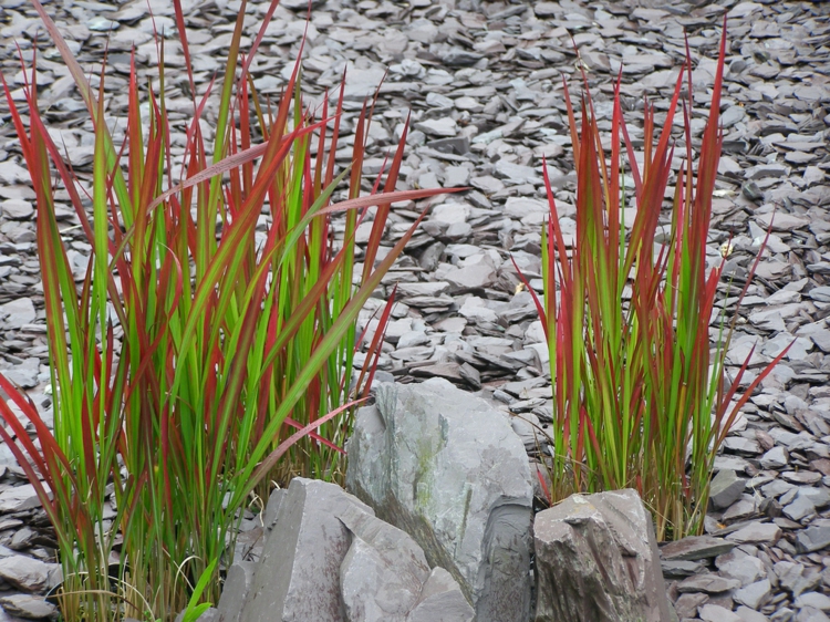 Imperata cylindrica Red Baron -jardin-rocaille