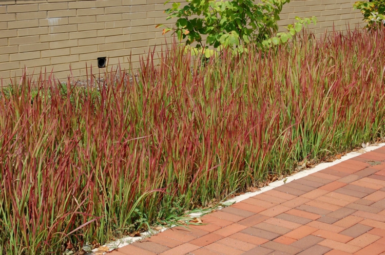 Imperata cylindrica Red Baron -parterre-graminées-ornement-allée-pavés