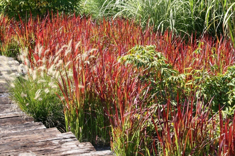 Imperata cylindrica -herbe-sang-japonaise-aménagement-jardin-graminées-ornementales