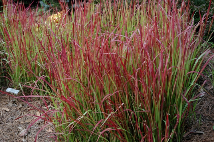 Imperata cylindrica -herbe-sang-japonaise-feuilles-bicolores