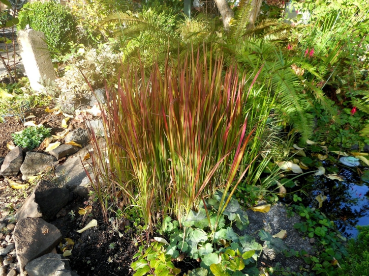 Imperata cylindrica -herbe-sang-japonaise-fougères-bassin-jardin