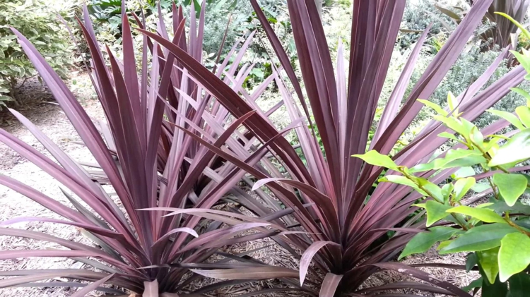 Plante Vivace Feuillage Rouge