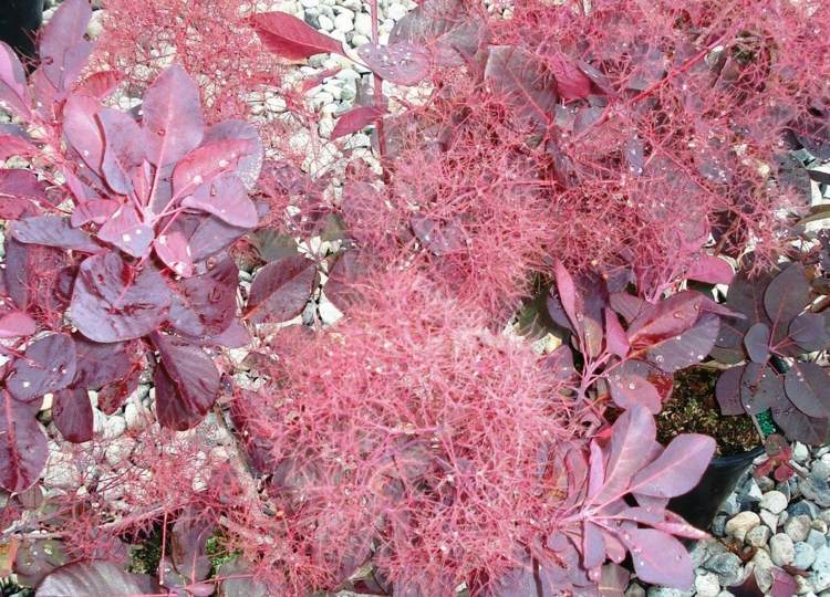arbuste à feuilles rouges -arbre-perruque-cotinus-coggygria