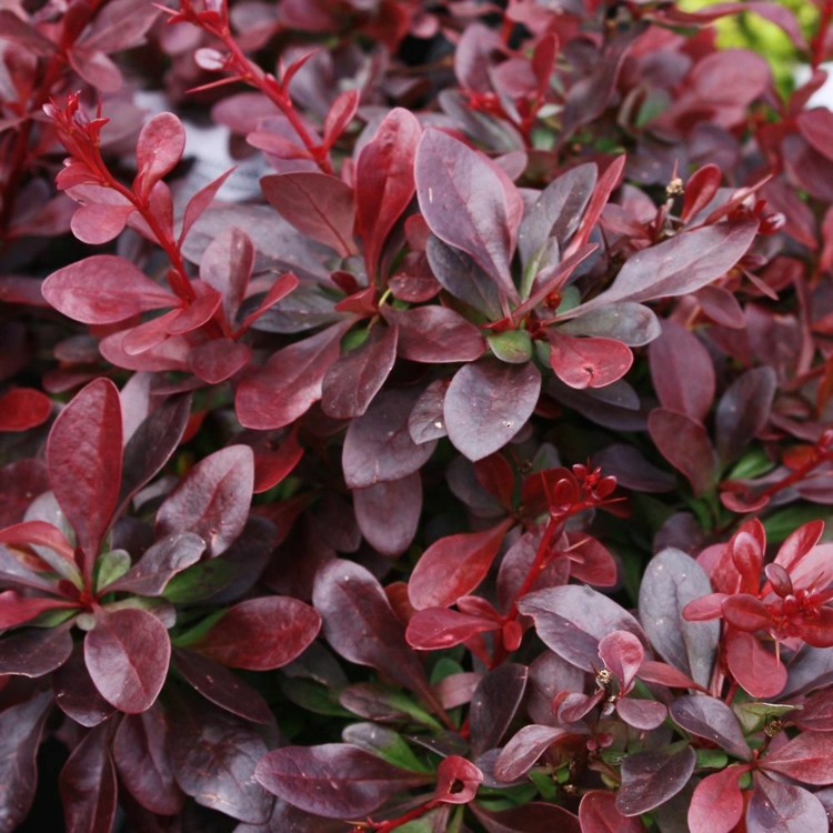 arbuste à feuilles rouges -épine-vinette-thunberg