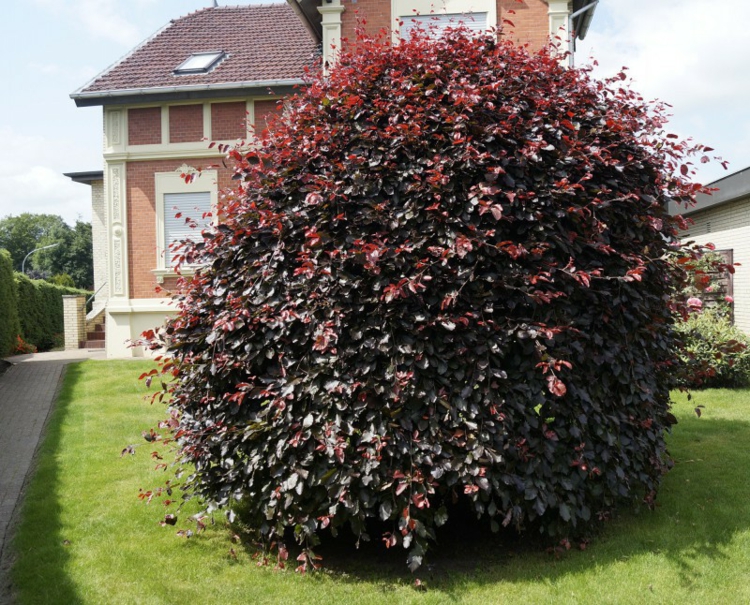 arbuste à feuilles rouges -fagussylvatica-purpurea-pendula