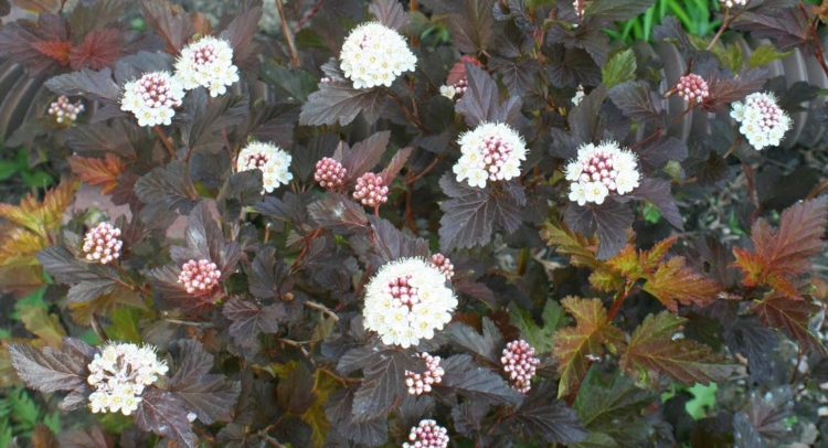 arbuste à feuilles rouges -sombres-physocarpe-arbuste-ornement-fleurs-blanches