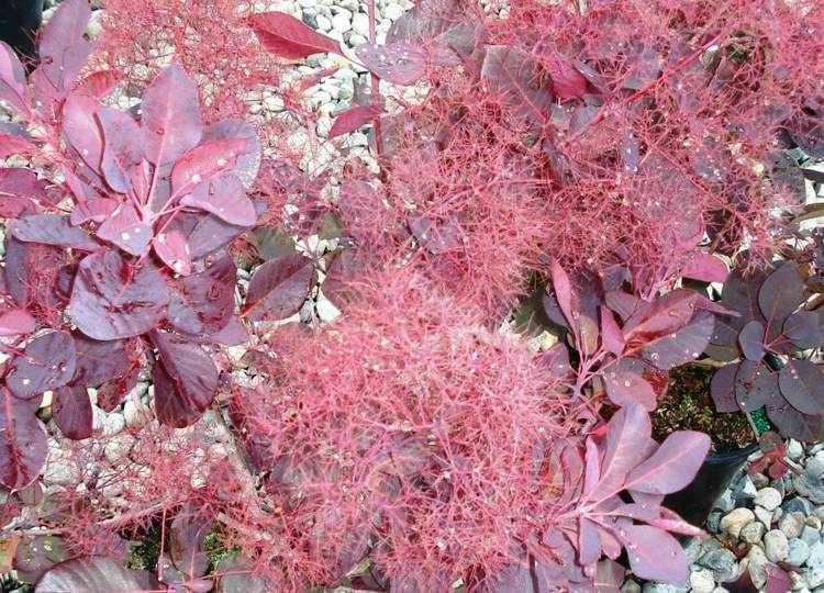 Arbuste à feuilles rouges 18 idées pour embellir le jardin