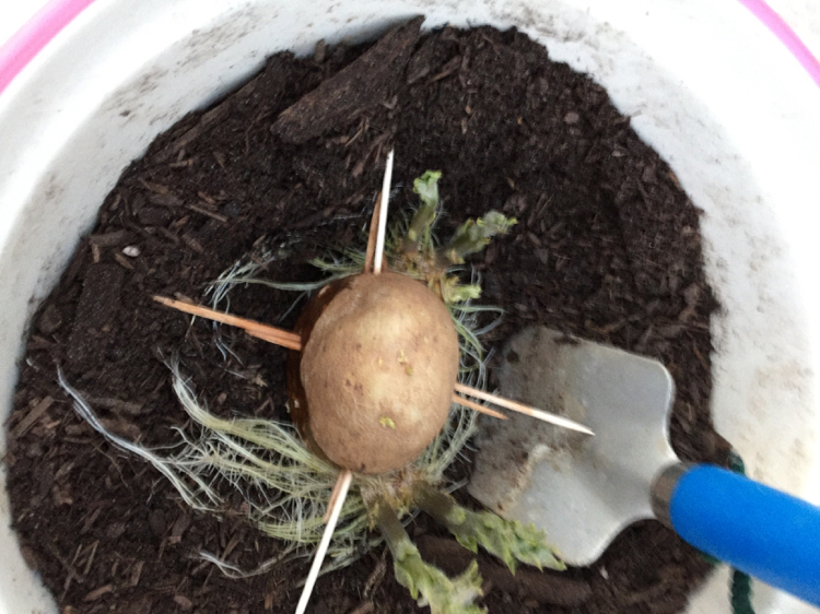 astuce-comment-faire-pousser-pomme-terre-cure-dents
