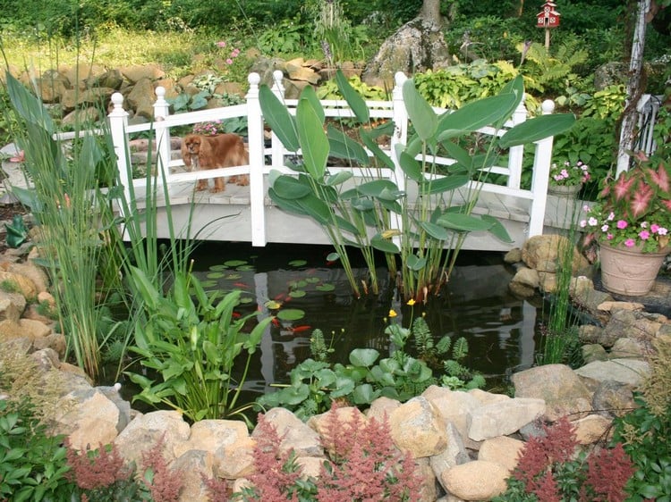 bassin-jardin-pont-blanc-pierre-plantes-mangeoire