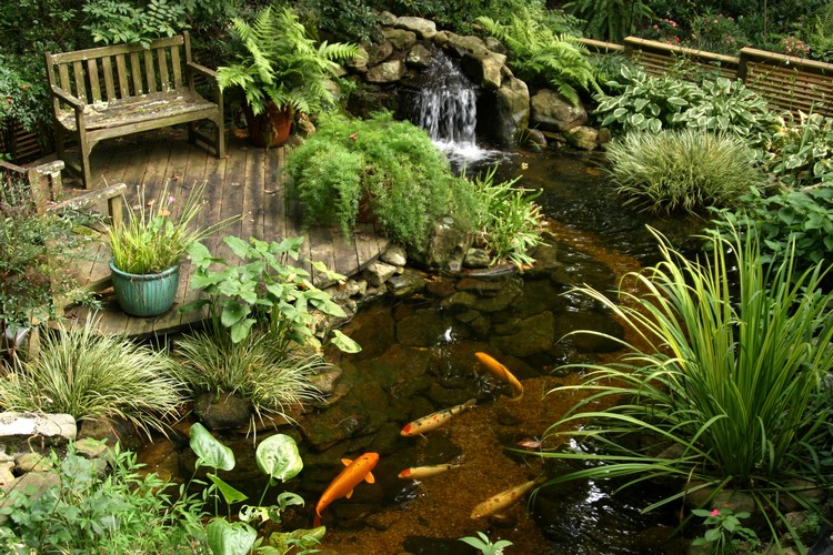 bassin-jardin-terrasse-bois-banc-poissons-plantes-graminées