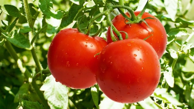 bicarbonate de soude au jardin rendre-tomates-douces-savoureuses
