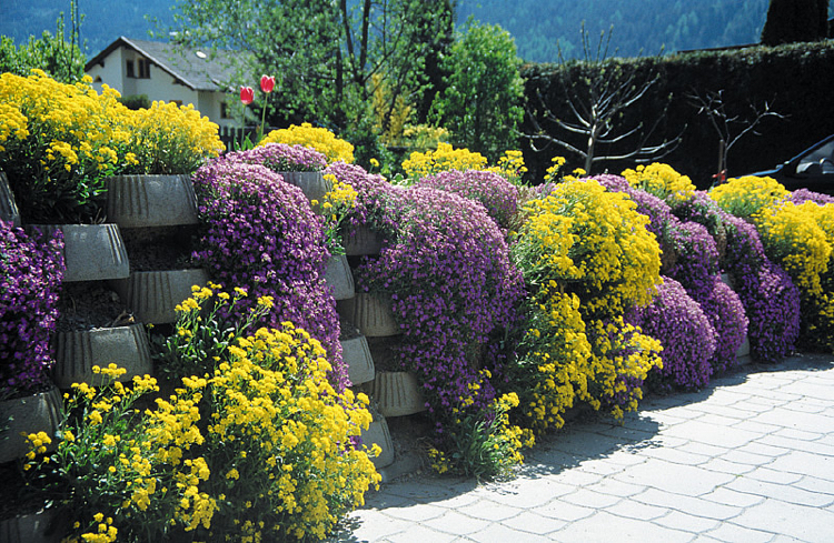 blocs béton creux-forme-ovale-plantes-couvre-sol-fleurs-jaune-lilas