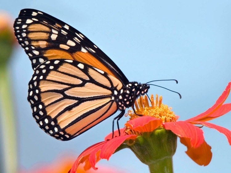 comment attirer les papillons avec une décoration de jardin extérieur à fabriquer