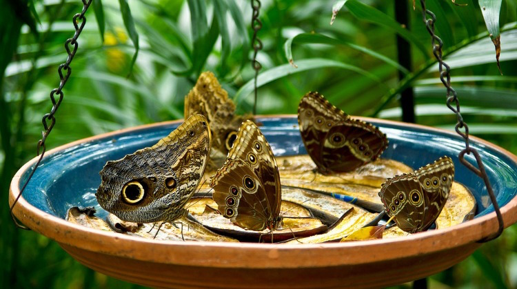 décoration-jardin-extérieur-mangeoire-assiette-papillon-paon