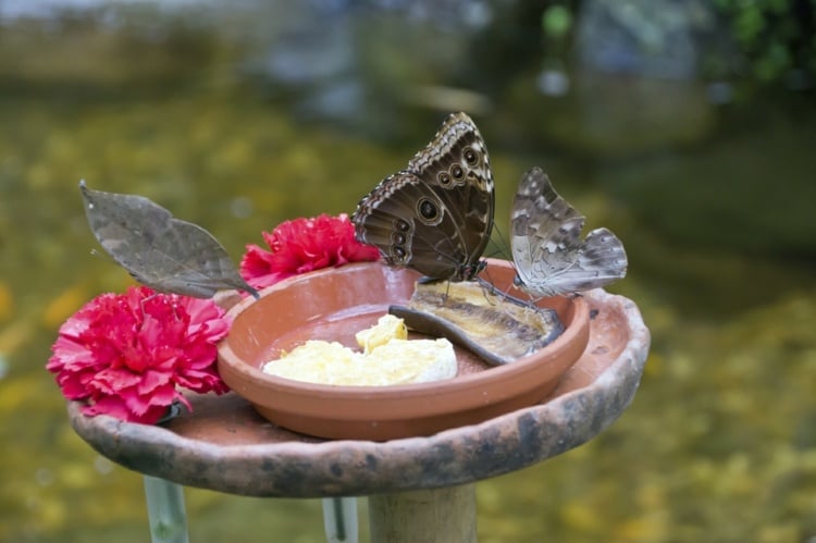 décoration-jardin-extérieur-mangeoire-papillons-assiettes-terre-cuite