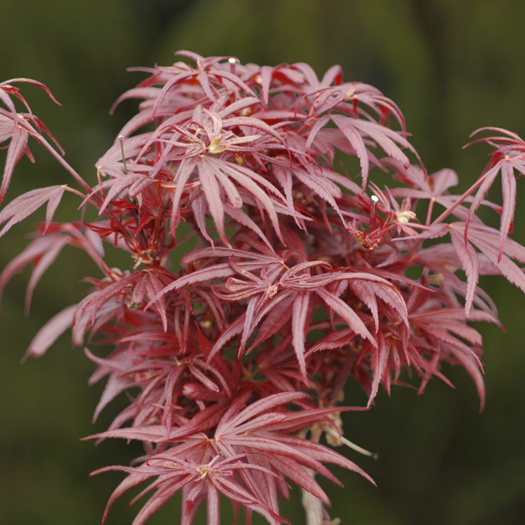 érable du Japon Kurui-jishi-feuilles-palmées-rouges-bords-dentées