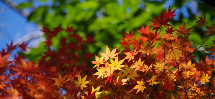 érable-Japon-Saiho-feuilles-jaunes-orangées-dorées