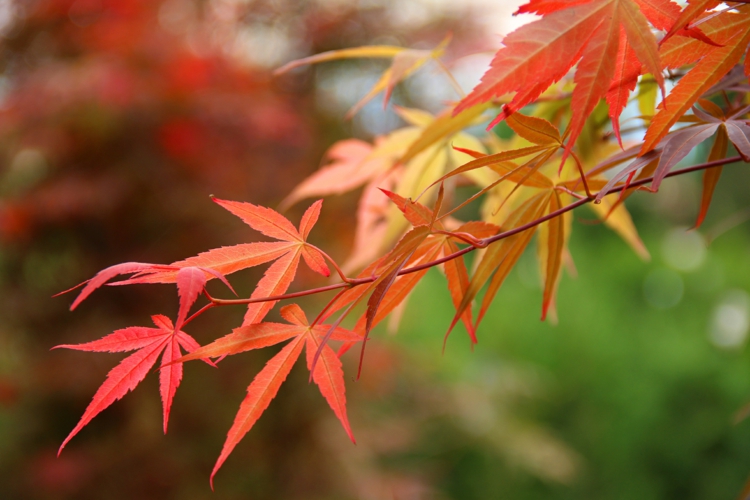 érable-Japon-feuilles-palmées-5-lobes-nunaces-chaleureuses