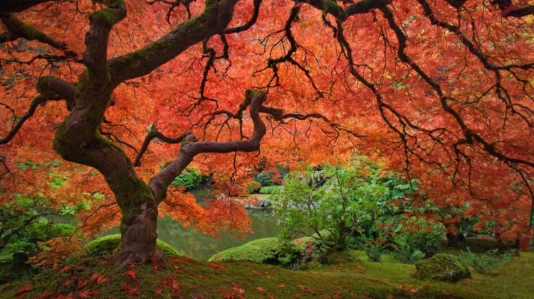 érable du Japon jardin-arbre-flamboyant-peu-prétentieux