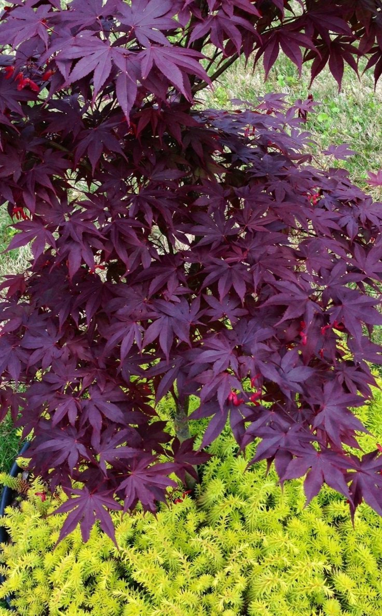 érable-Japon-petite-taille-feuilles-palmées-violettes-pourpres