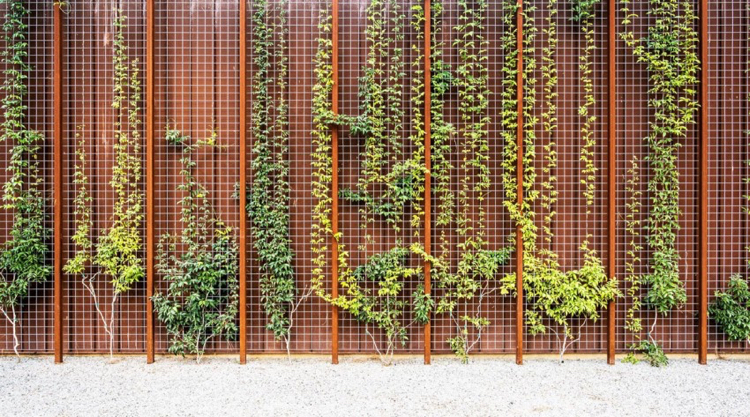 fenêtre-panoramique-parement-acier-corten-plantes-grimpantes