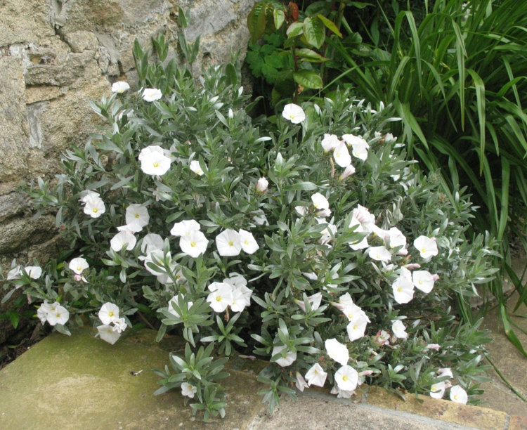 fleur-verveine-blanche-plante-couvre-sol
