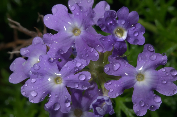 fleur-verveine-couleur-violette-entretien