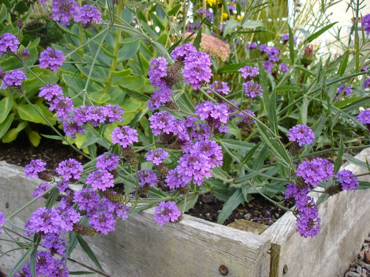fleur verveine plante-couvre-sol-couleur-violette